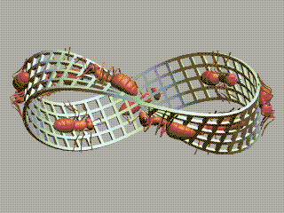 fourmis Escher